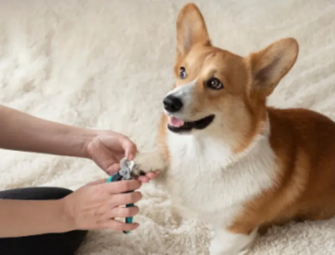 Corgi (Dog) Getting Nails Trimmed Corgi (Dog) Getting Nails Trimmed
