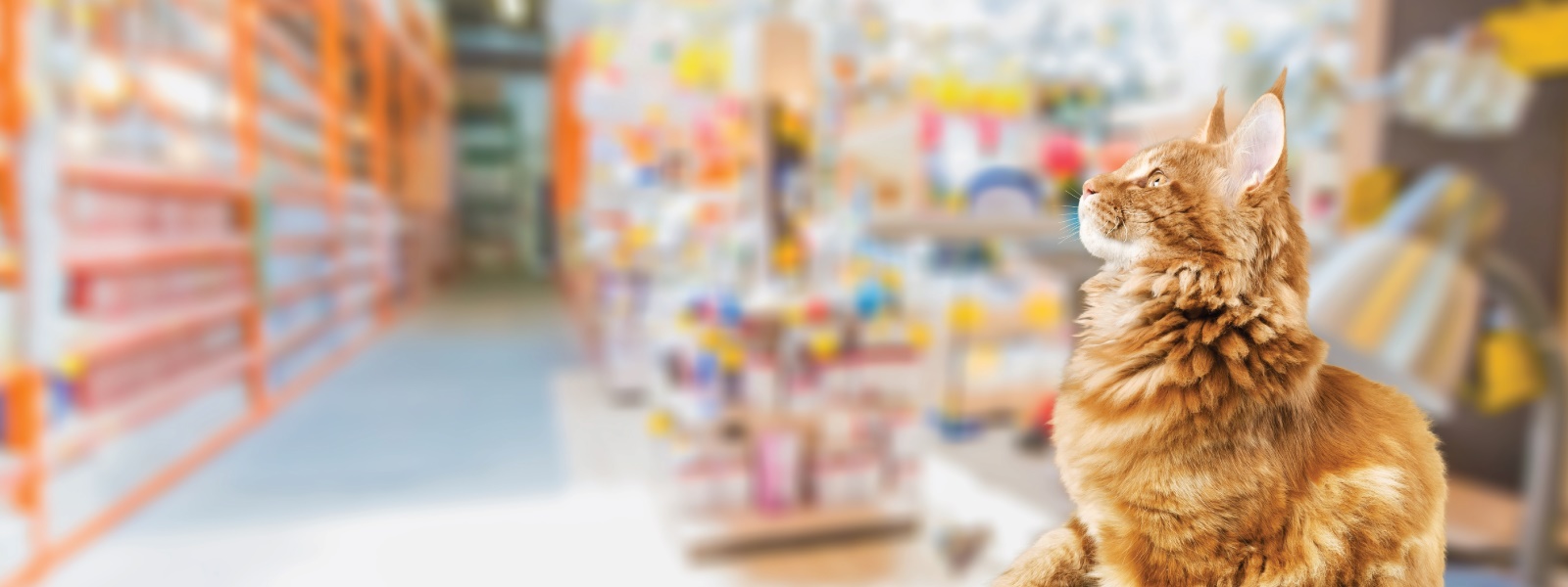 Tan cat in a store looking at product shelves