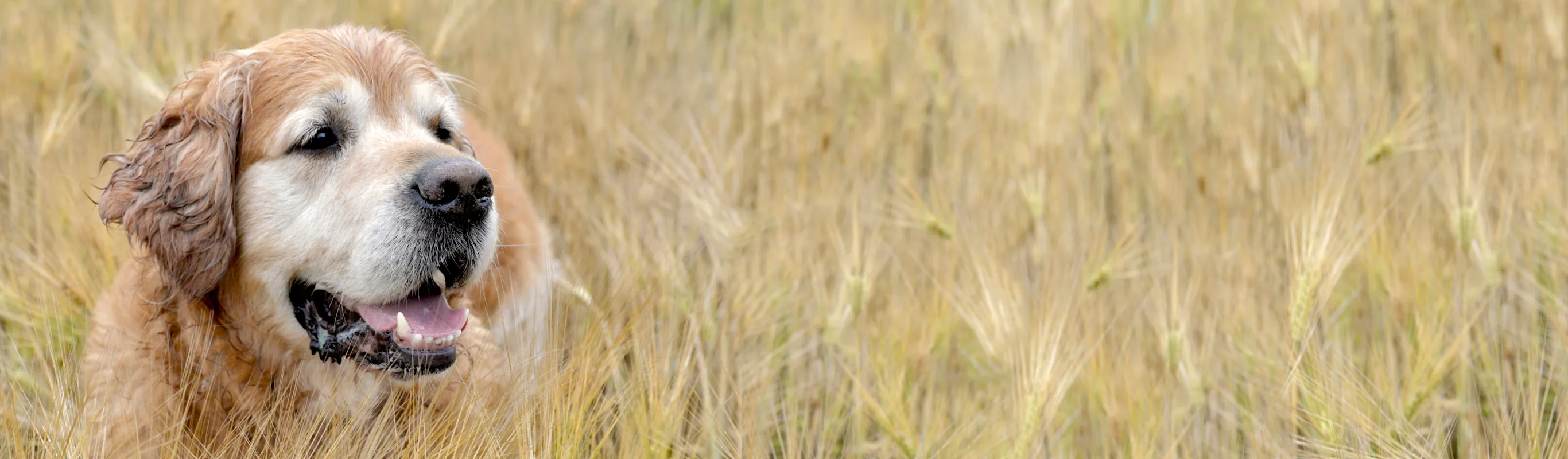 RURAL - DOG - WHEAT RURAL - DOG - WHEAT