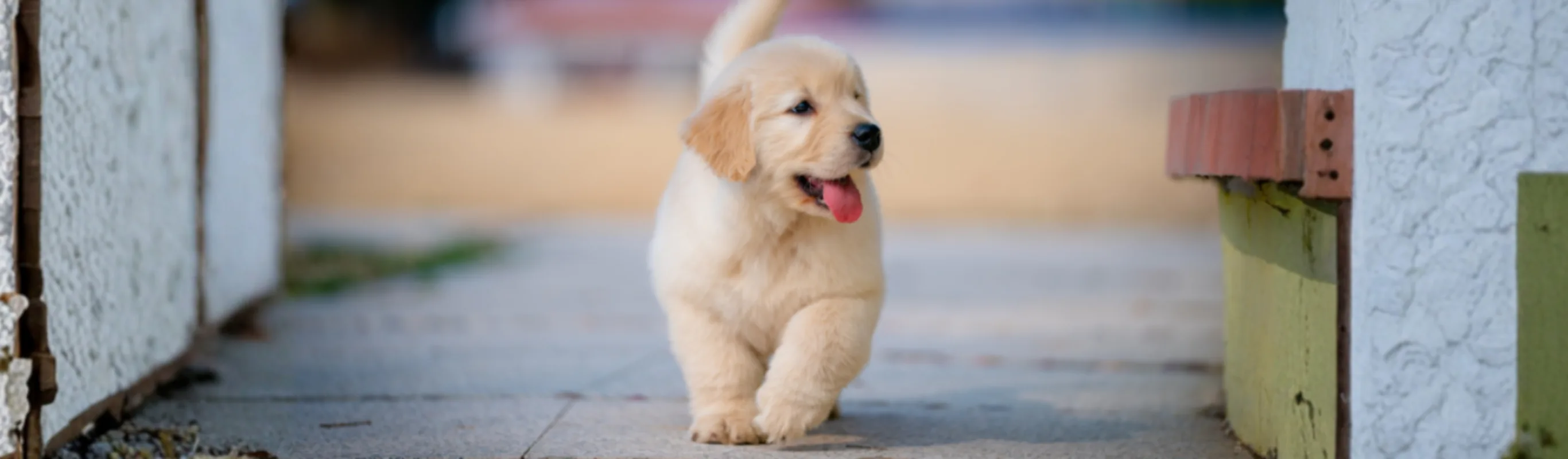 Golden Retriever Puppy Walking Along Sidewalk Outside Golden Retriever Puppy Walking Along Sidewalk Outside