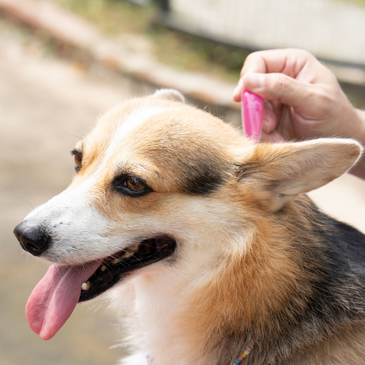 Corgi being combed for fleas and ticks