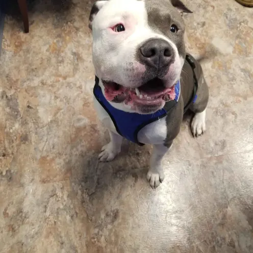 Pit bull dog at Pittsburgh Premier Veterinary Care