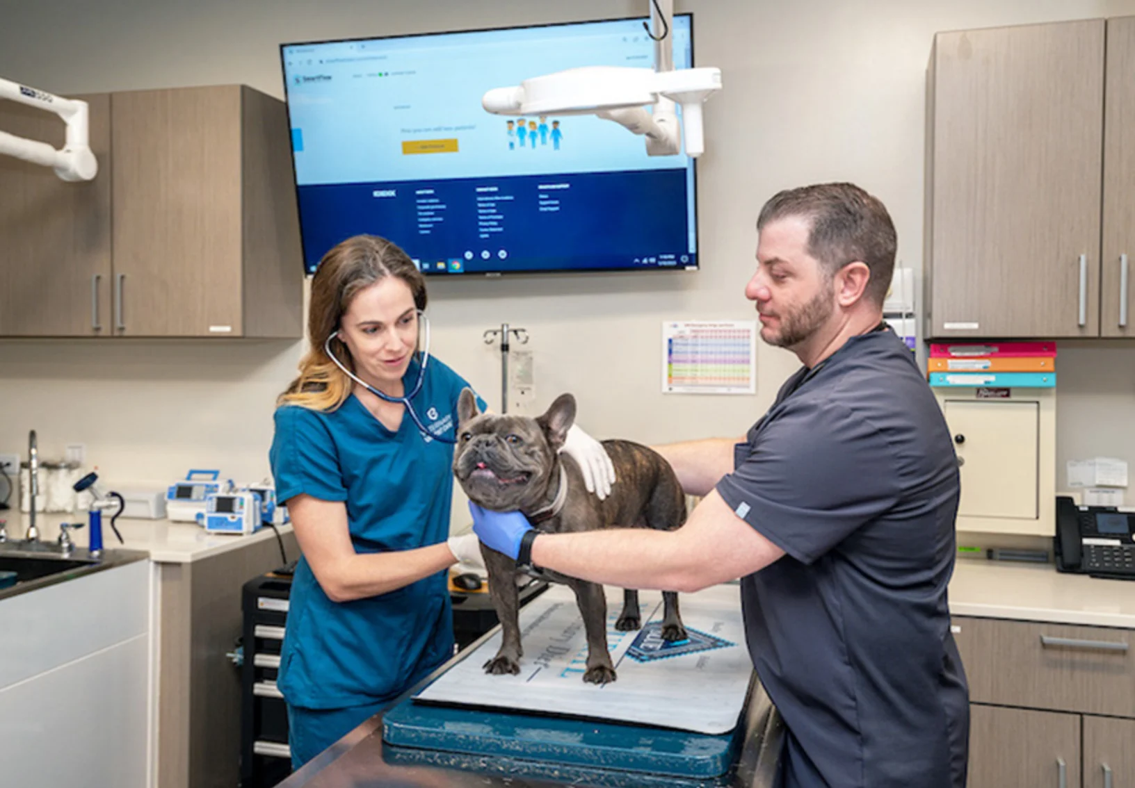 Two veterinarians helping a French Bulldog