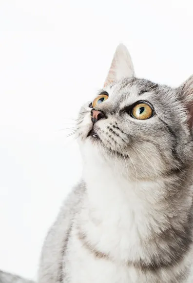 Cat looking up Cat looking up