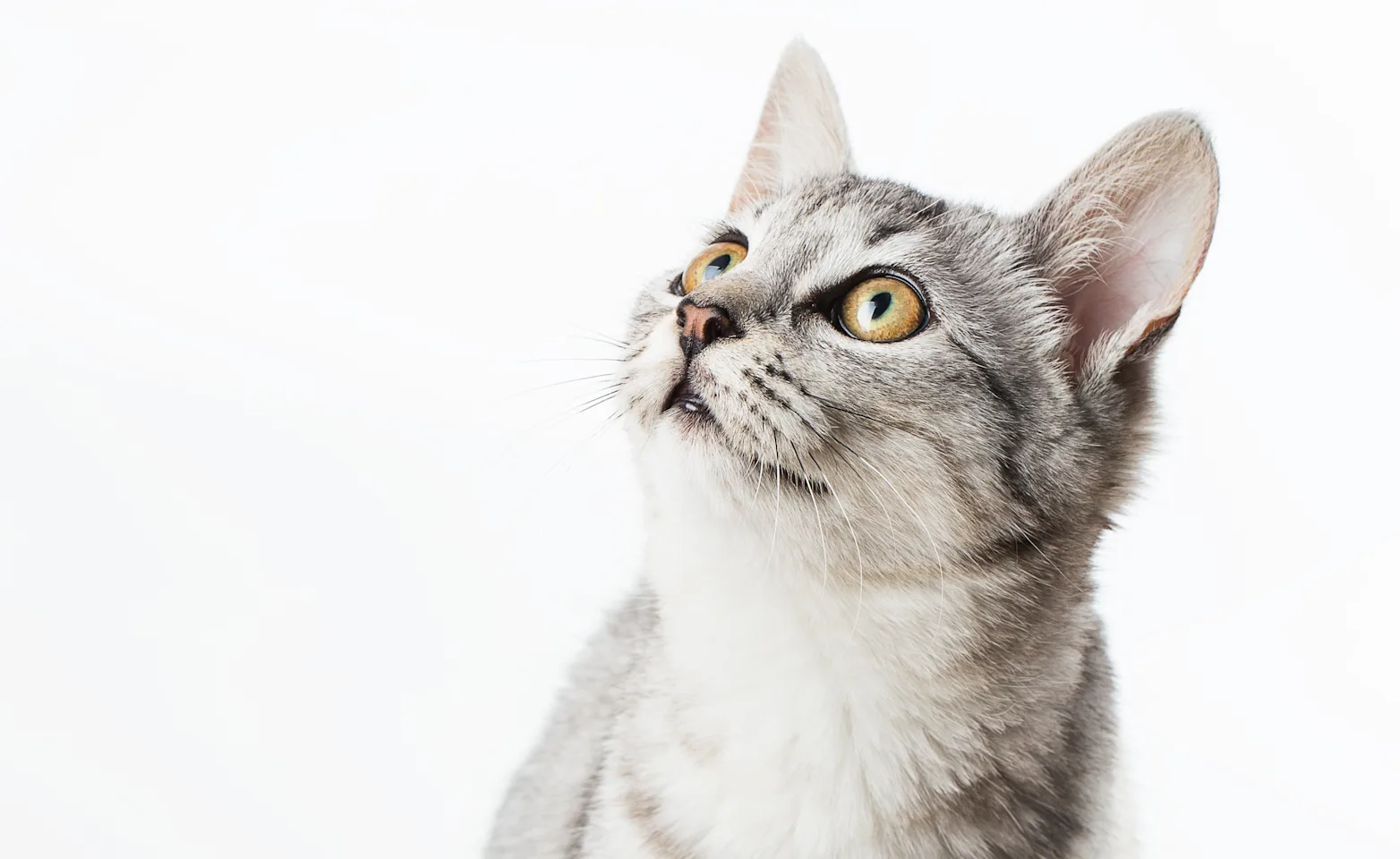 Cat looking up Cat looking up