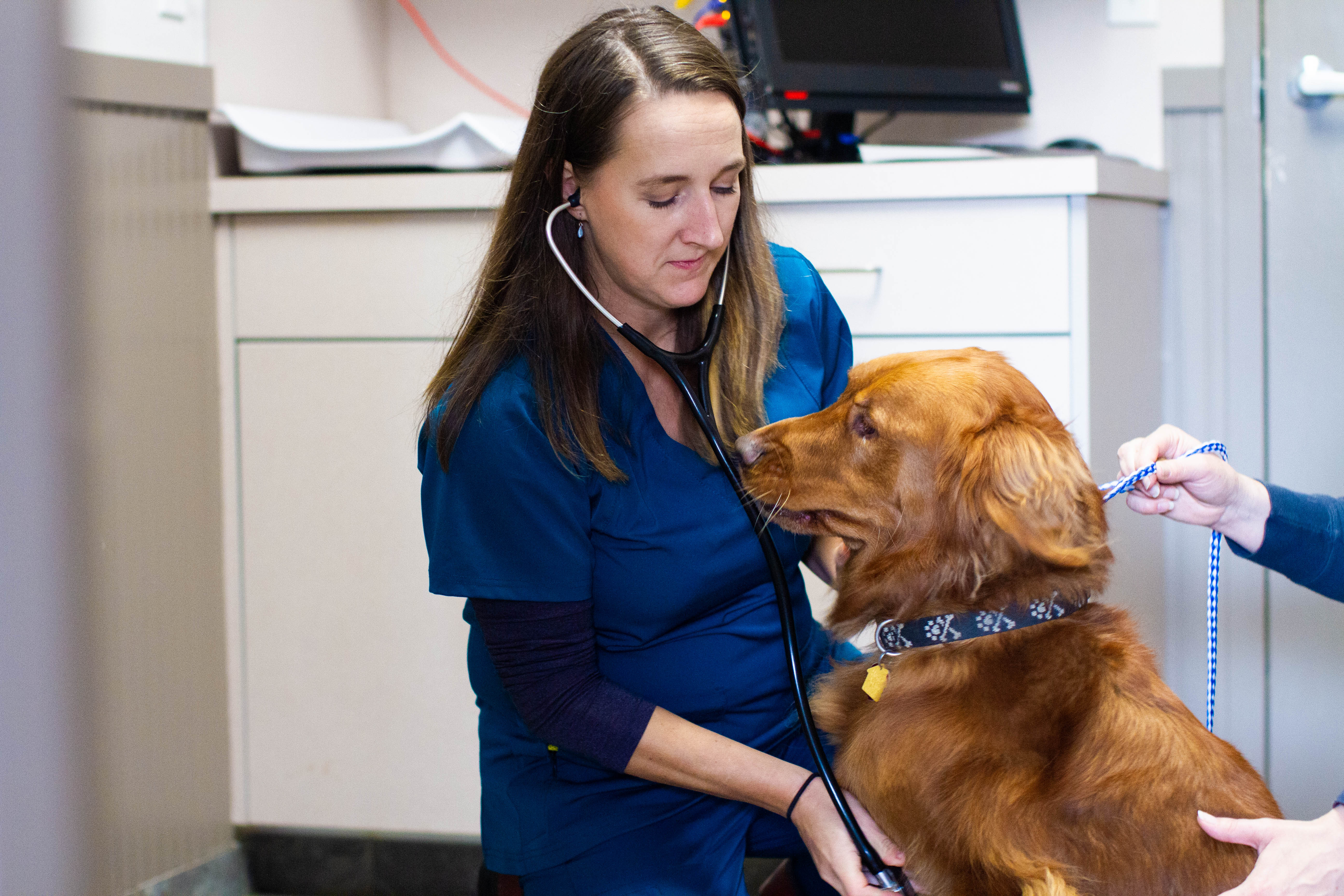 Poulsbo Marina Veterinary Clinic.  Two female nurses are doing a check up on a golden Labrador retriever's heart rate using a stethoscope.