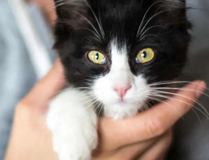 Black White Kitten Held in Hands Black White Kitten Held in Hands