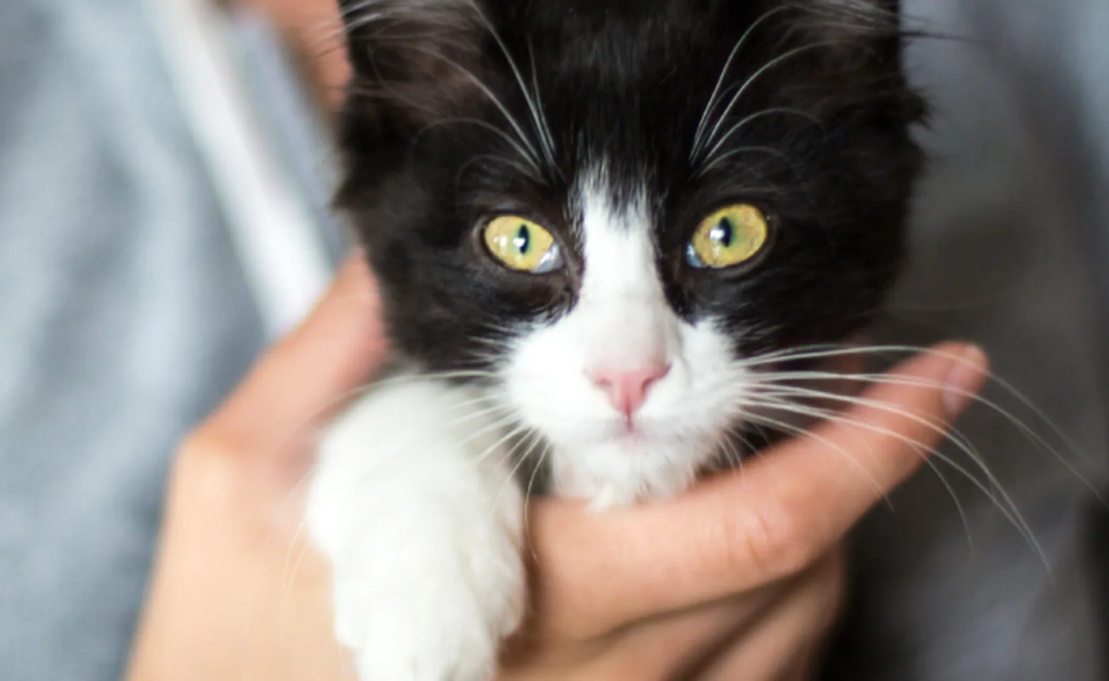 Black White Kitten Held in Hands Black White Kitten Held in Hands