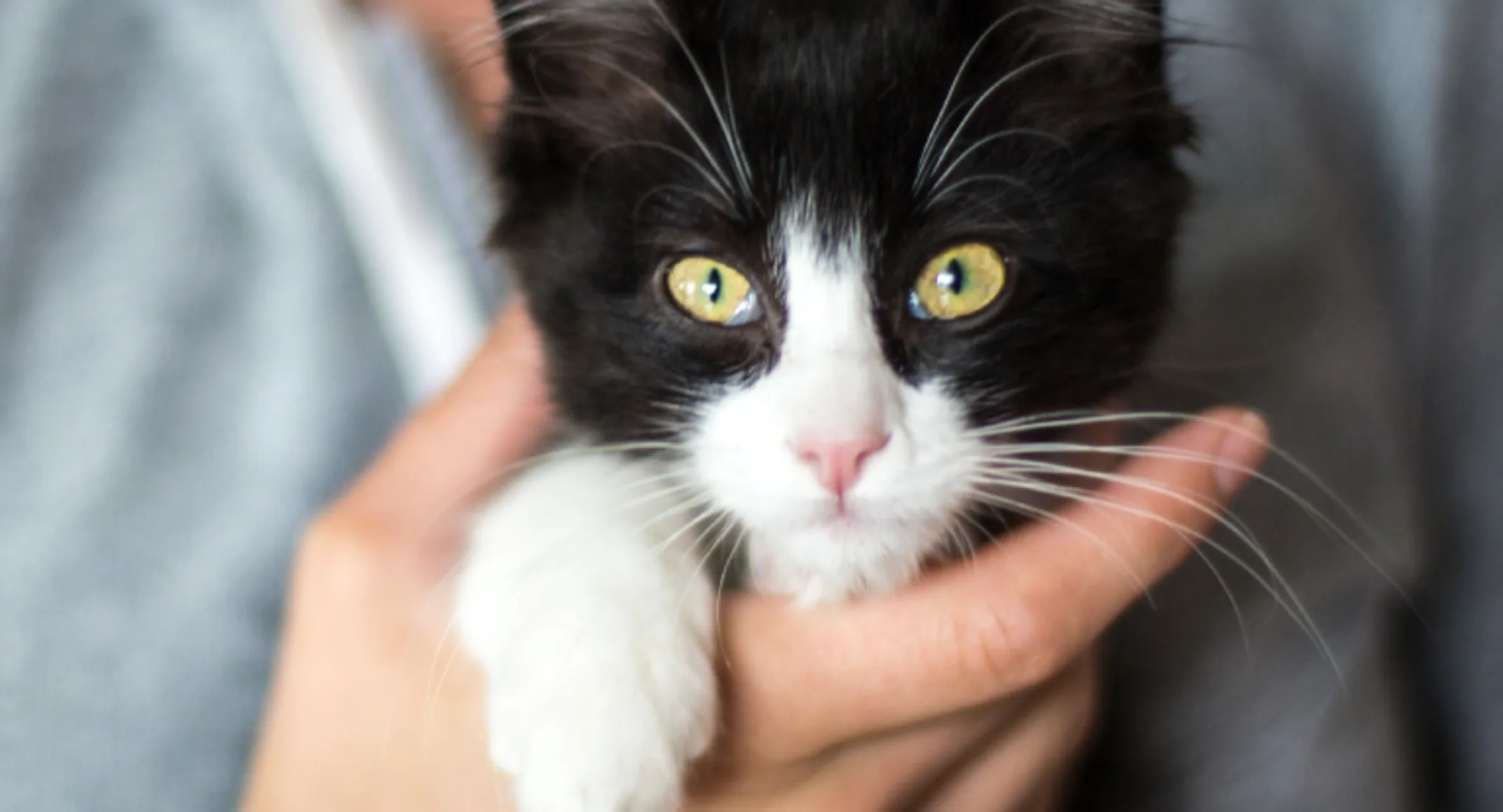 Black White Kitten Held in Hands Black White Kitten Held in Hands