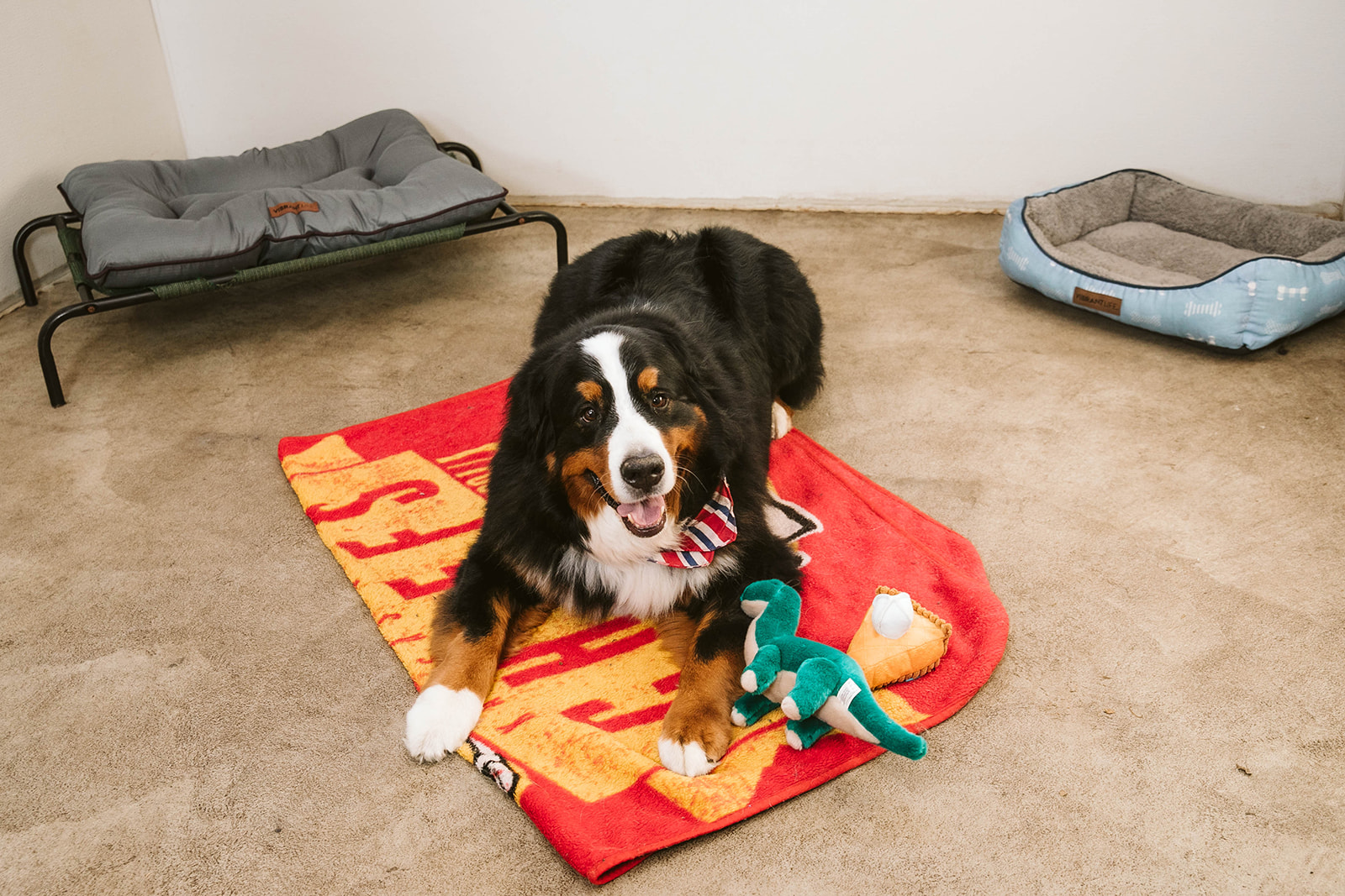 dog in boarding room on a red mat