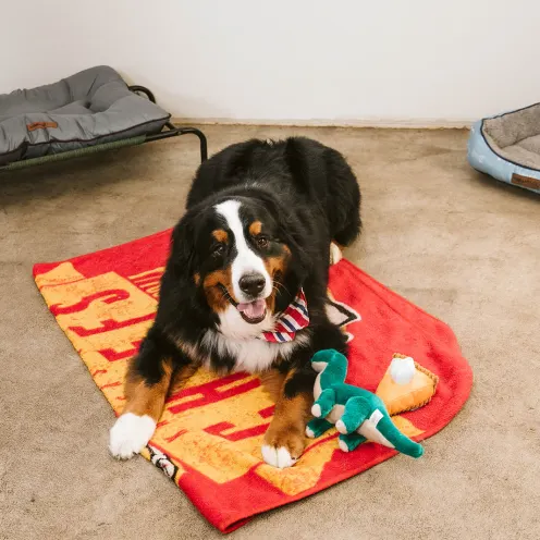 dog in boarding room on a red mat