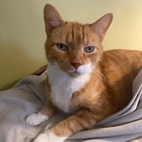 Heathcliff Agricoli Heathcliff Agricoli