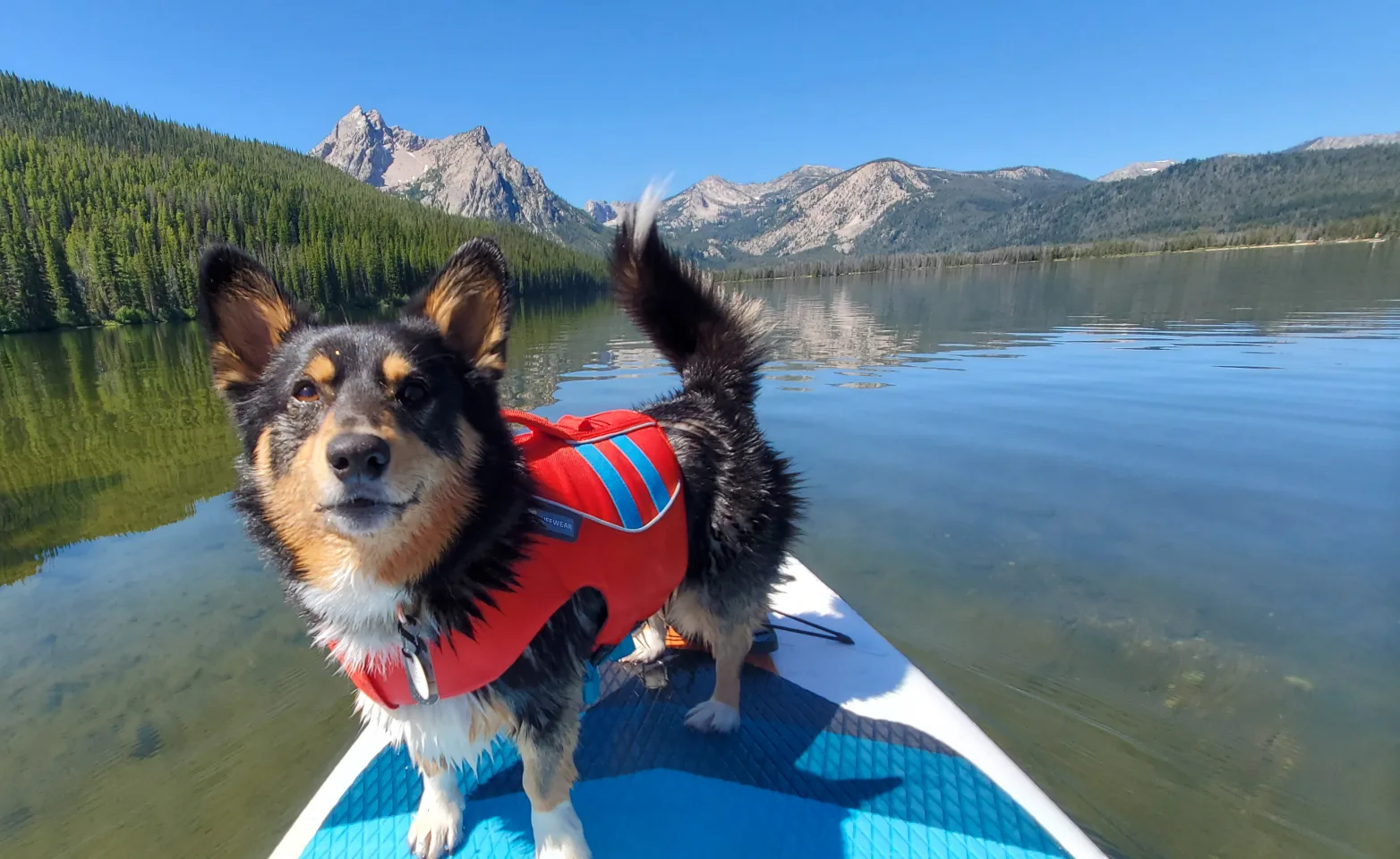 A dog on a paddleboard in the mountains 
