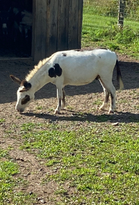 Donkey Eating Grass