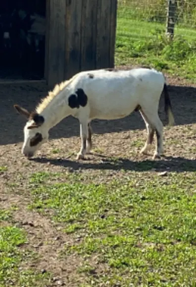 Donkey Eating Grass Donkey Eating Grass