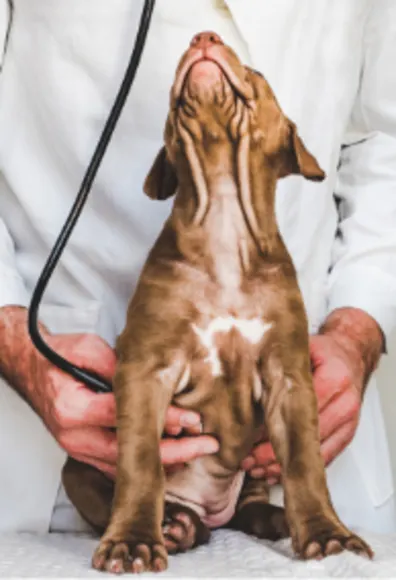 Dog Looking Up at Veterinarian Dog Looking Up at Veterinarian
