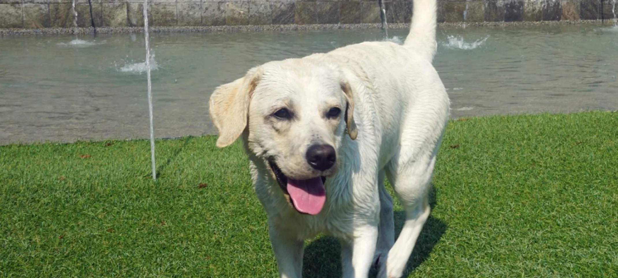 Dog in Grass Dog in Grass