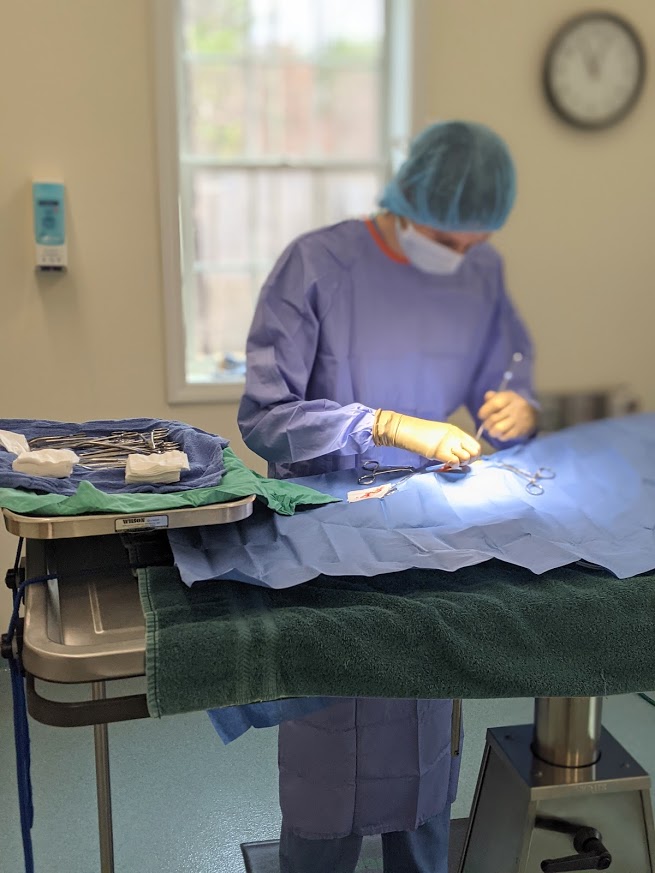 Veterinary surgery being performed on a patient at Henniker Veterinary Hospital