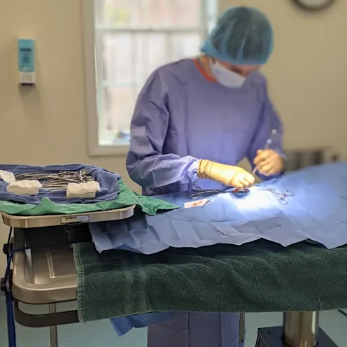 Veterinary surgery being performed on a patient at Henniker Veterinary Hospital Veterinary surgery being performed on a patient at Henniker Veterinary Hospital