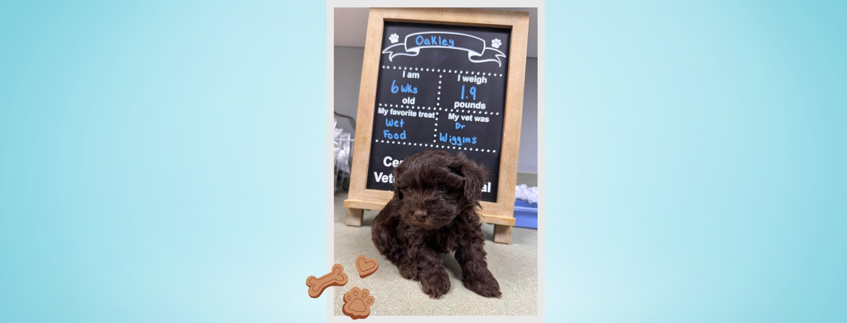 Animal Hospital in Robertsdale, AL Central Baldwin Veterinary Hospital