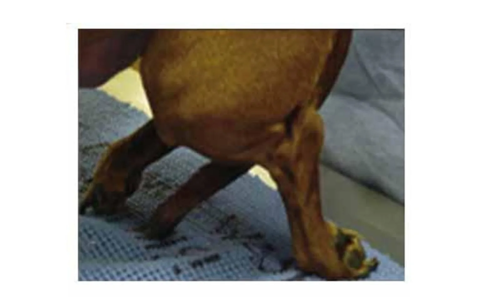 Dachshund foot in an incorrect position Dachshund foot in an incorrect position