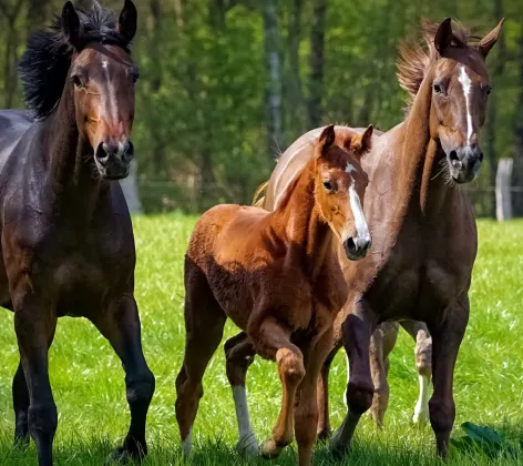 Family of horses in field