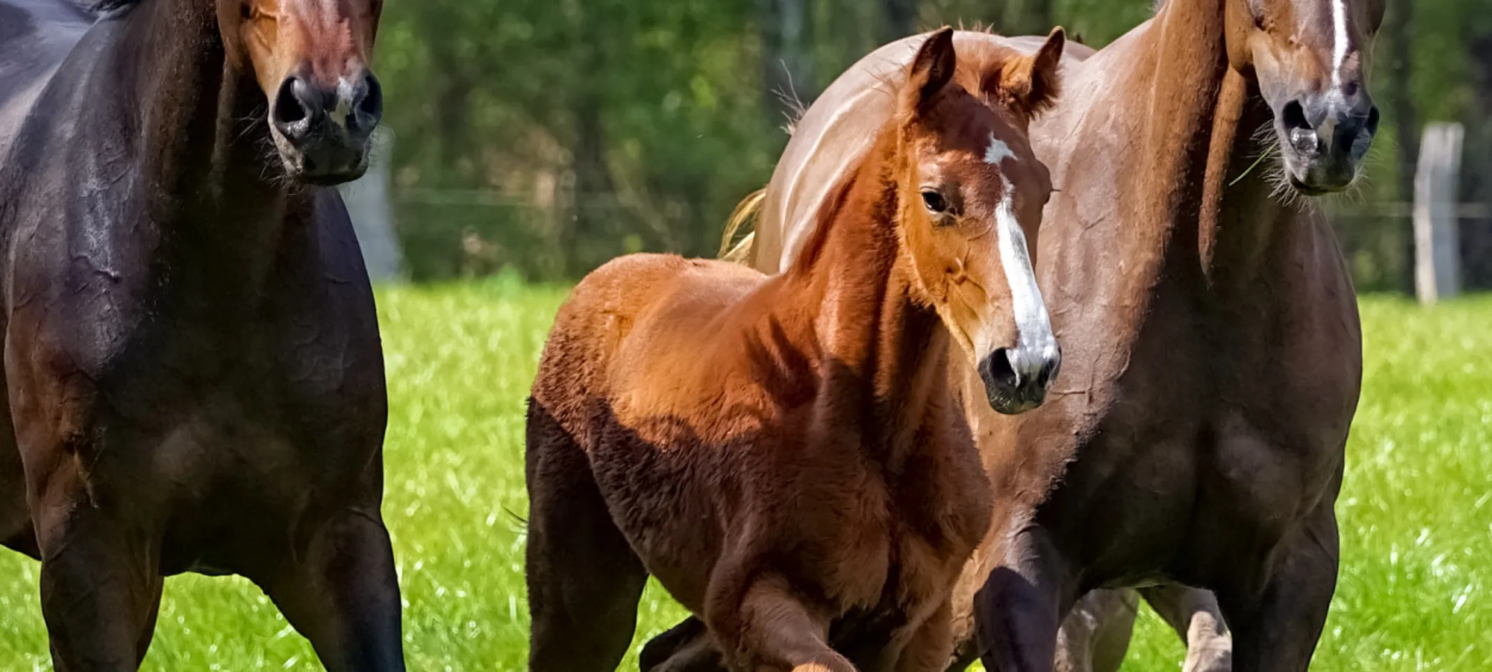 Family of horses in field