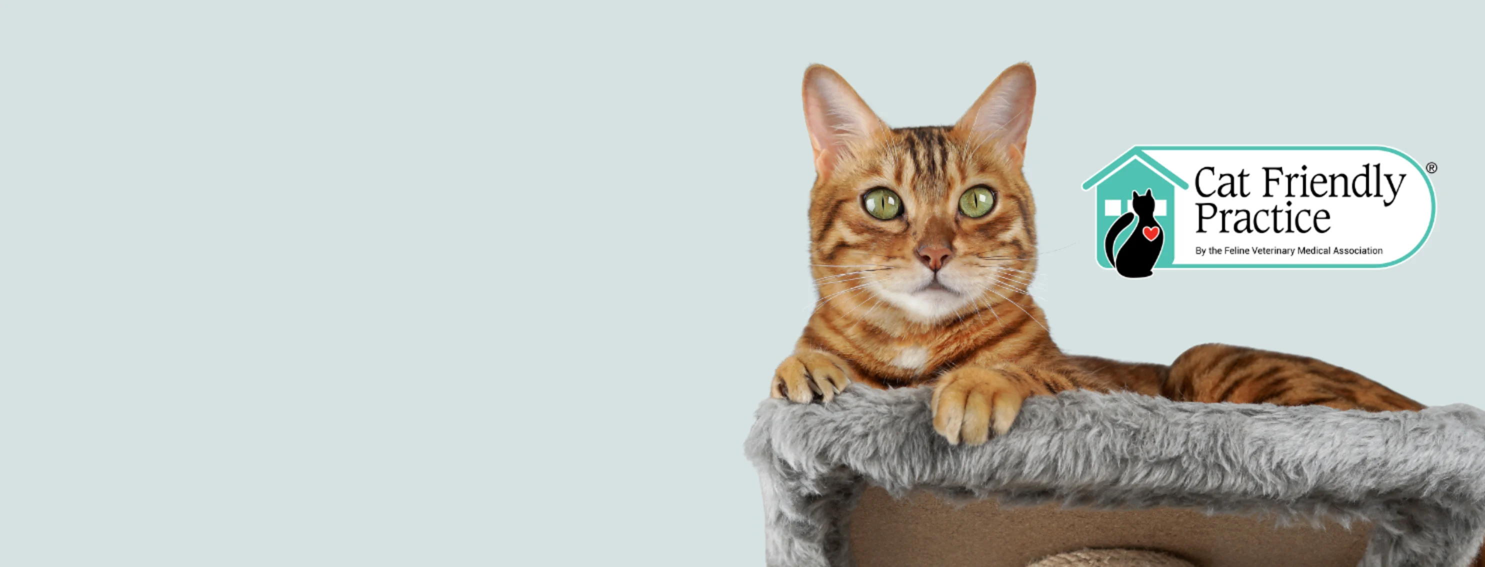 Cat sitting on cat tree Cat sitting on cat tree