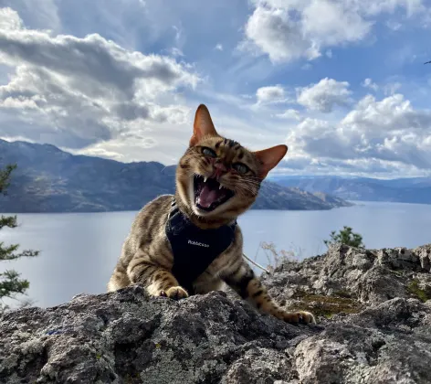 A cat on a mountain in front of a lake