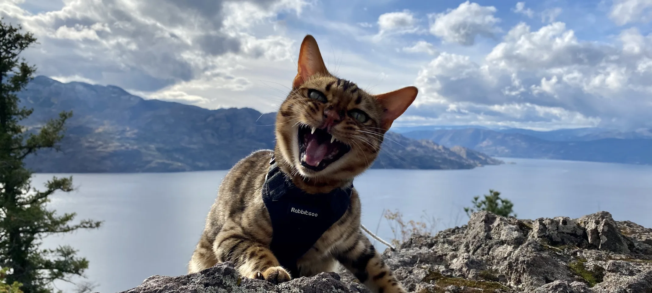 A cat on a mountain in front of a lake