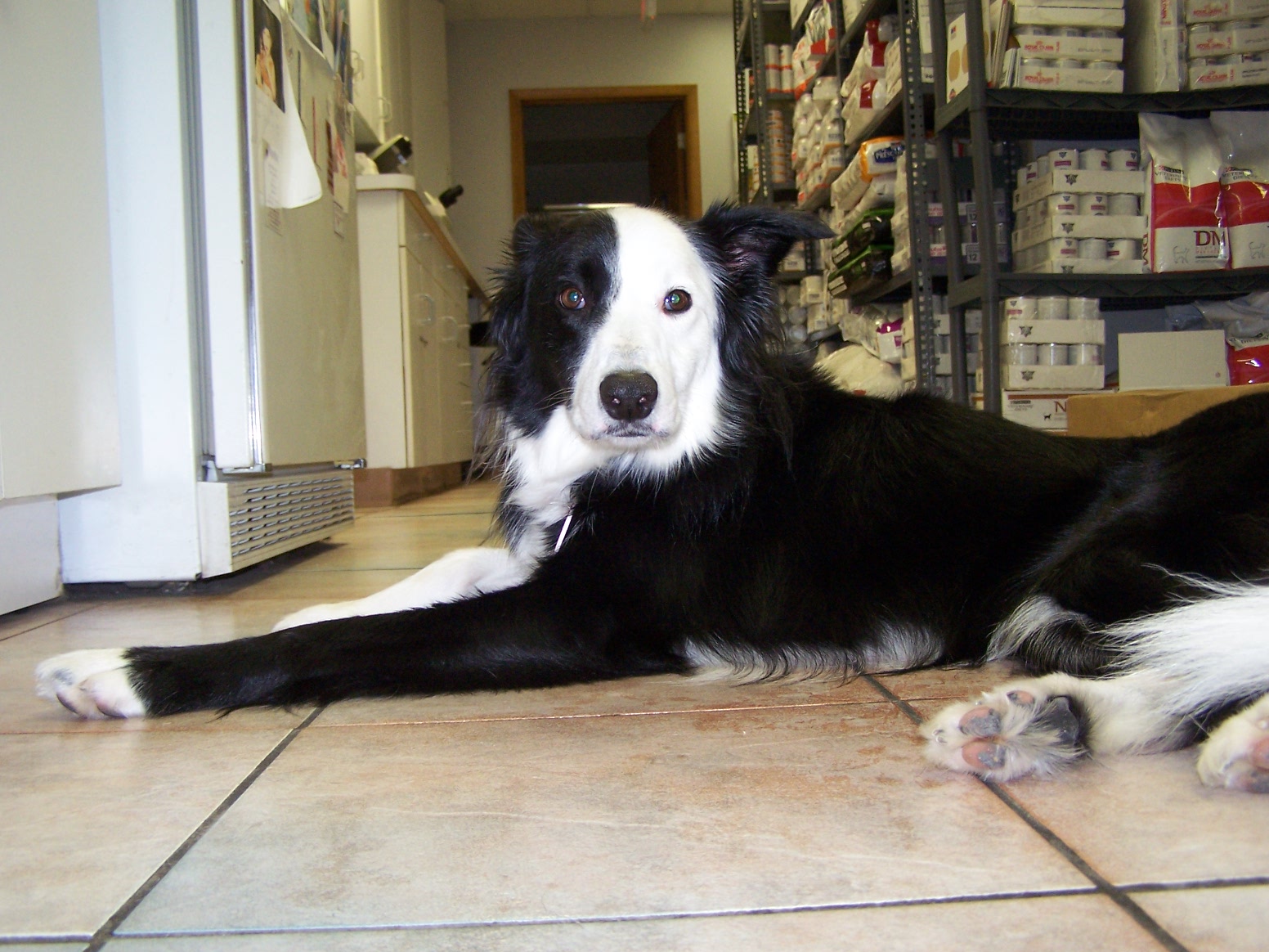 About Us Elmwood Grove Animal Hospital