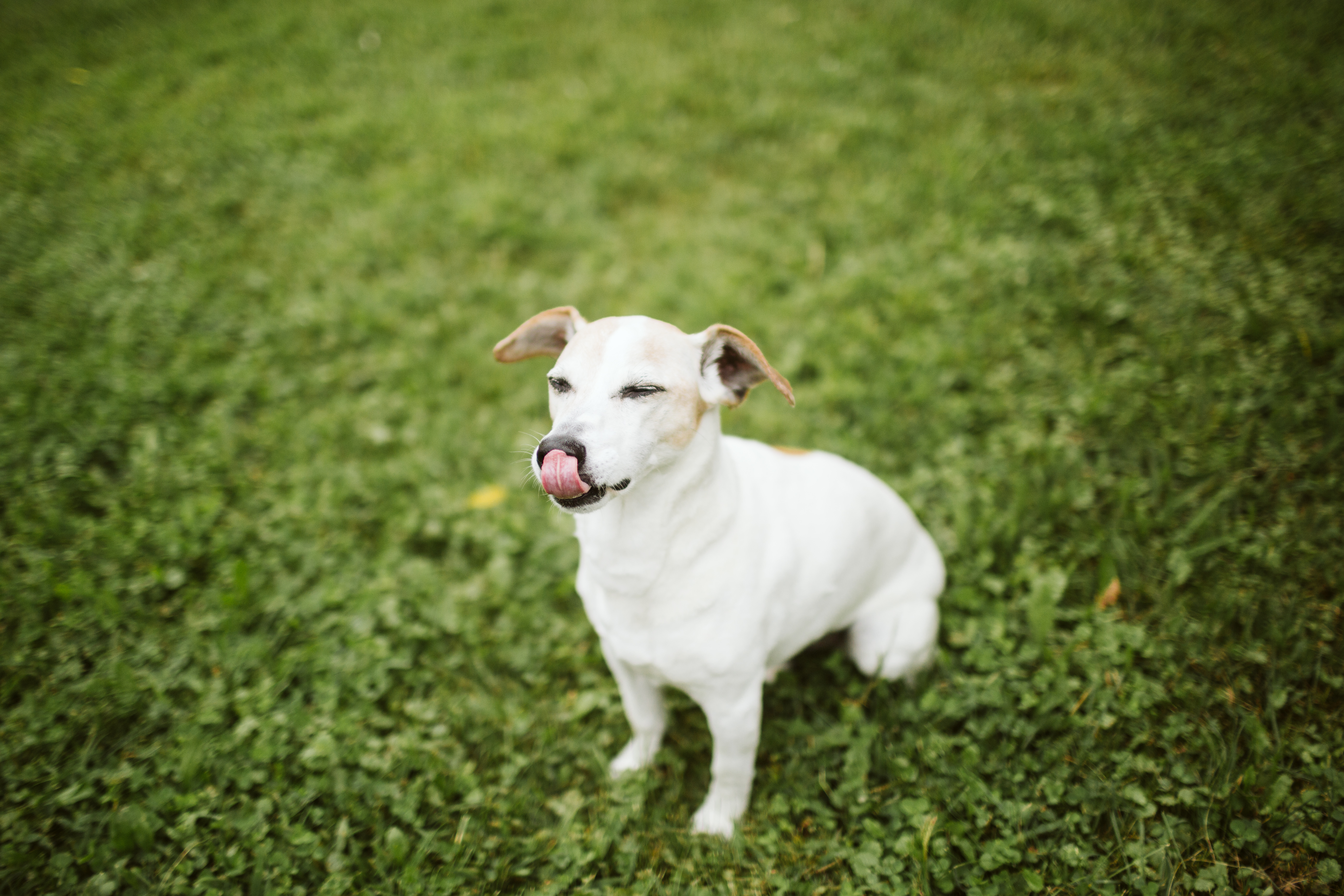 The Pet Spa & Resort Happy Guest, which is the white dog sitting outside in the yard licking his nose.