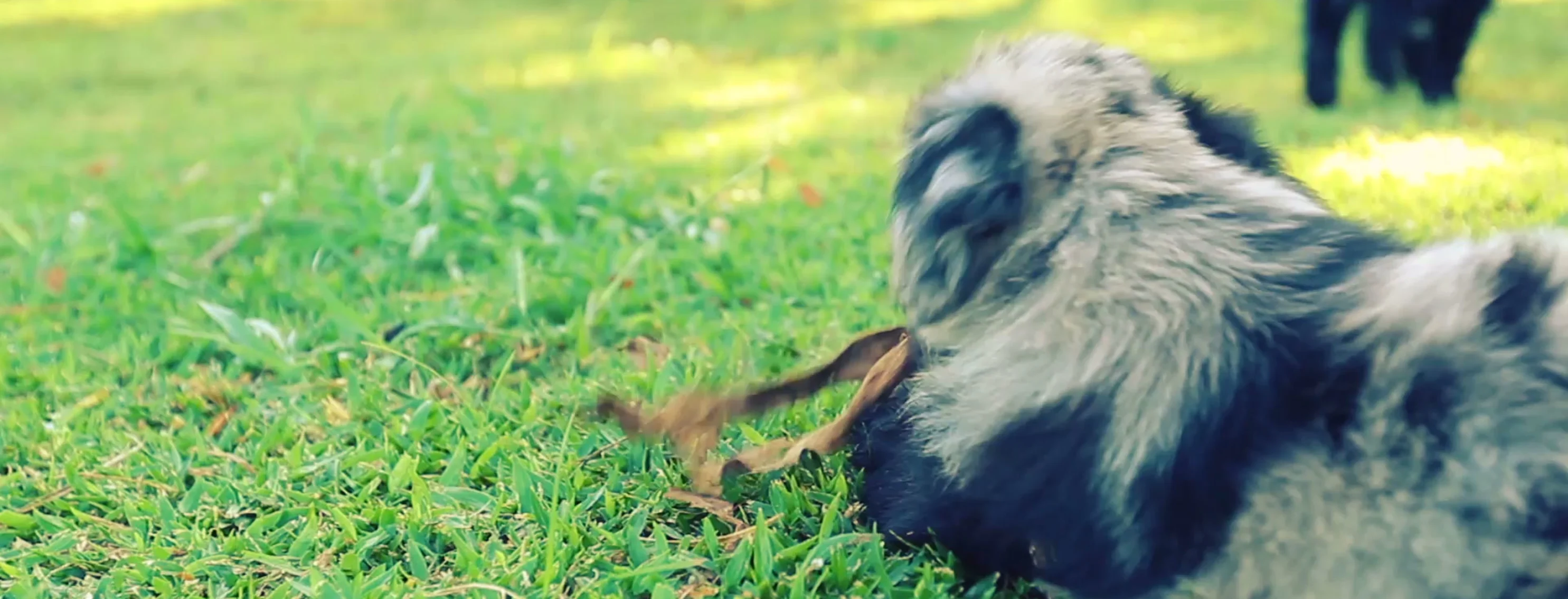 Dog Playing Grass