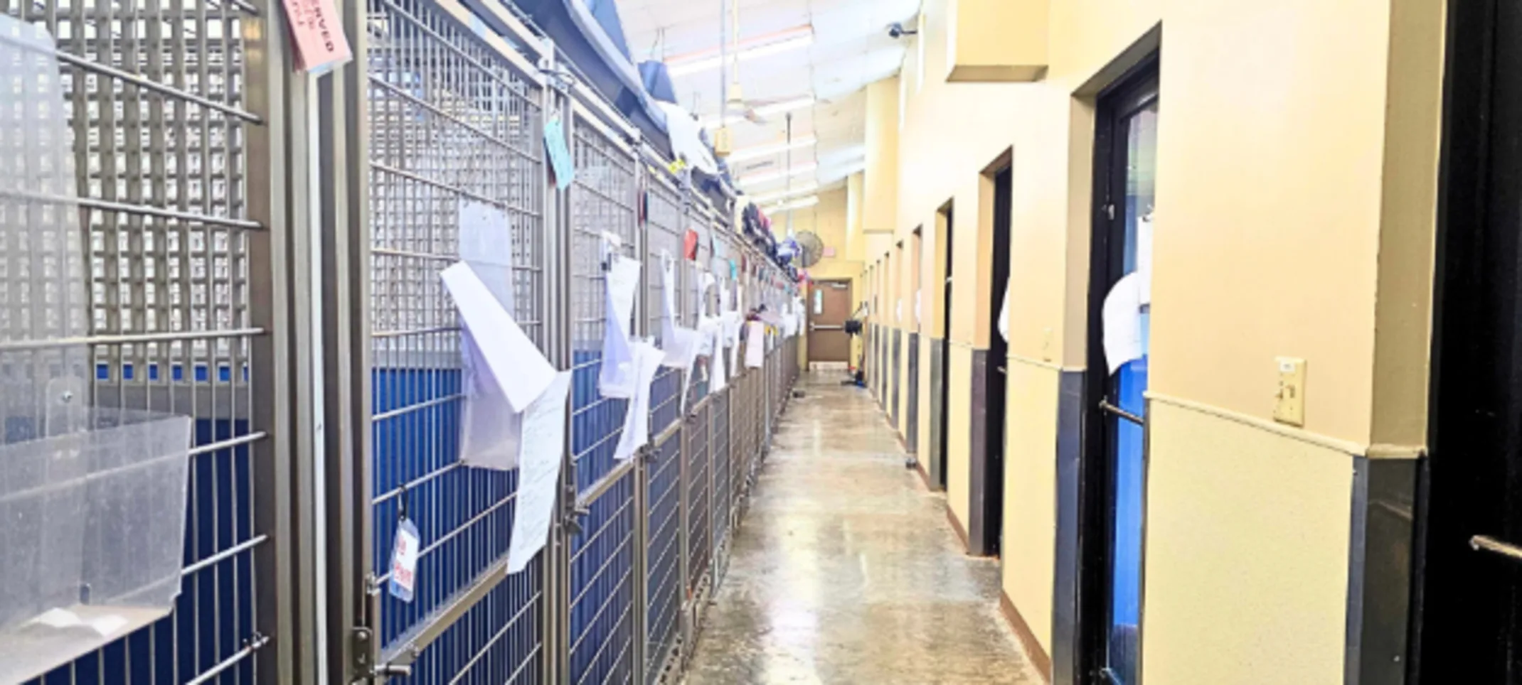 Blue Kennels at Lafayette Veterinary Care Center Blue Kennels at Lafayette Veterinary Care Center