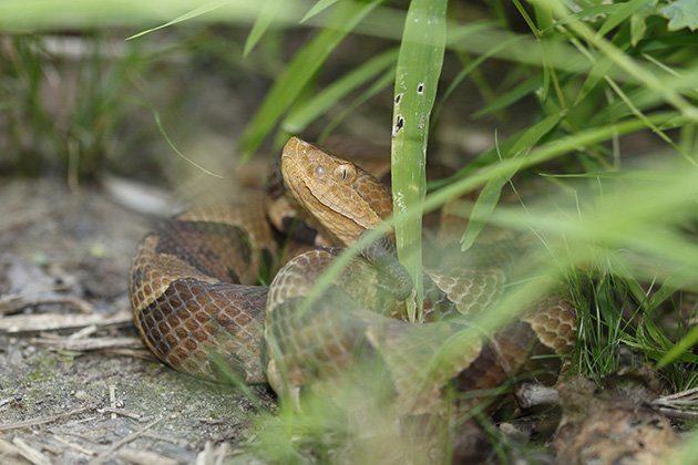 Snake in grass