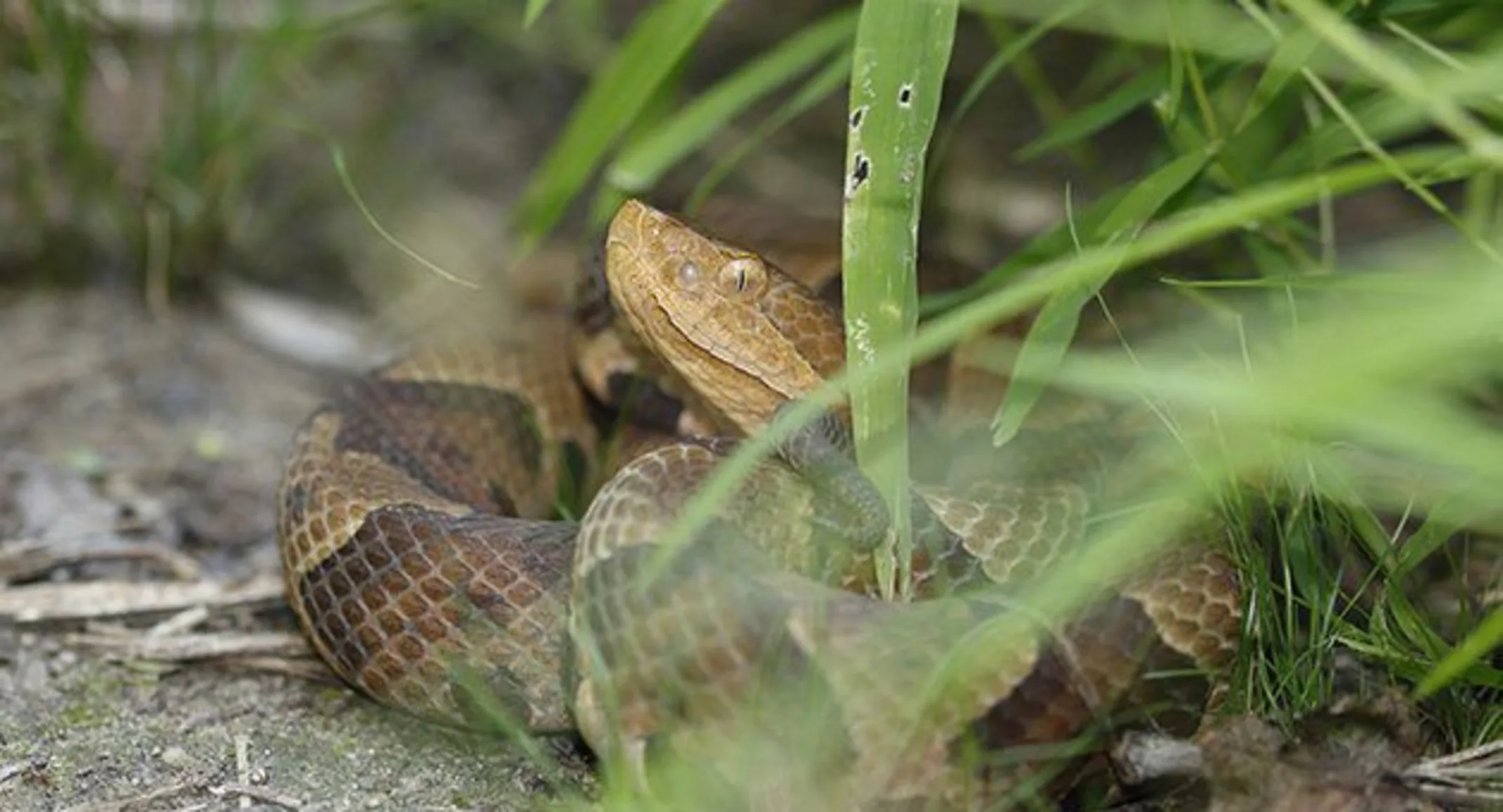 Snake in grass Snake in grass