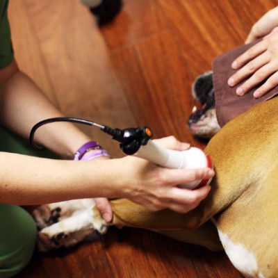 Warren Woods Veterinary Hospital Appointment