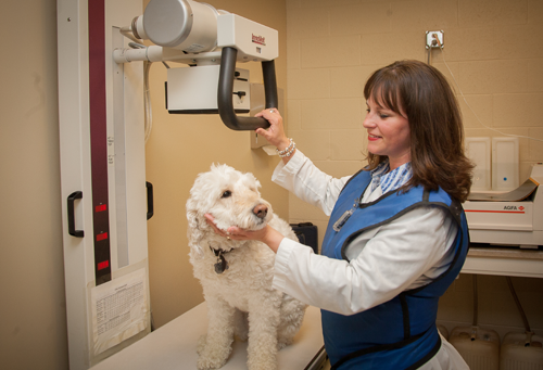 Hawthorne Park Animal Care Center Xray