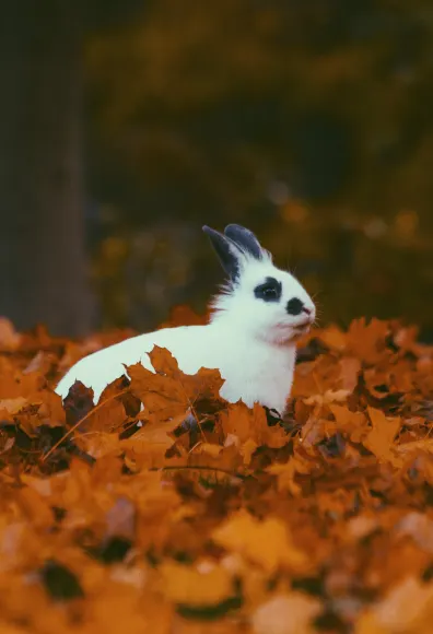 Rabbit sitting in leaves