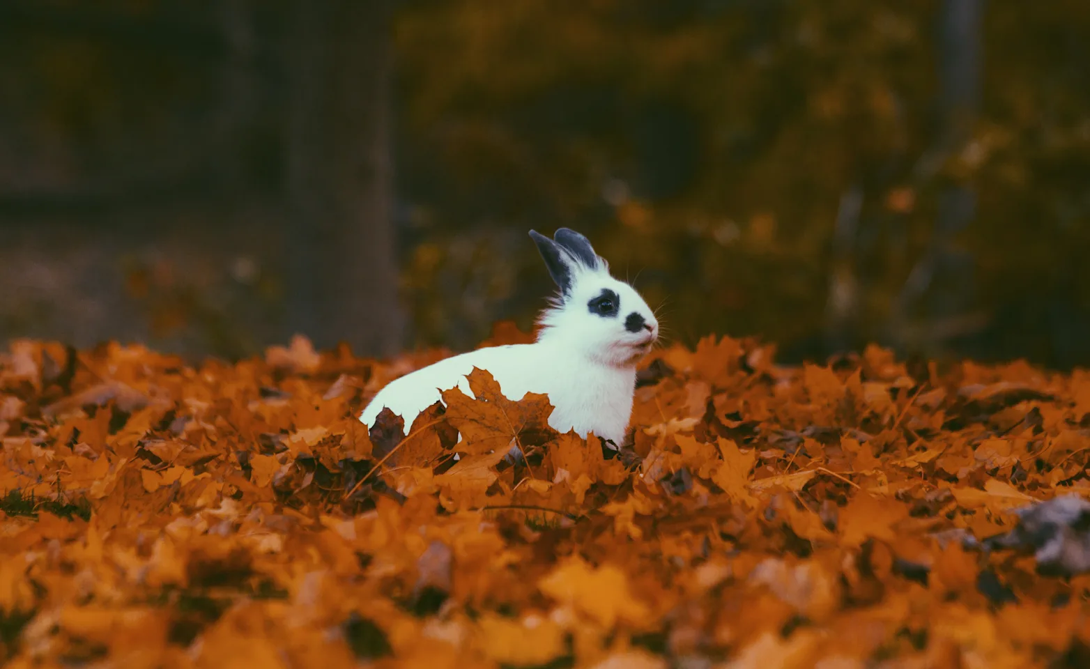 Rabbit sitting in leaves Rabbit sitting in leaves
