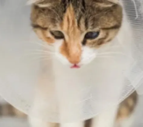Cat Wearing a Cone Cat Wearing a Cone
