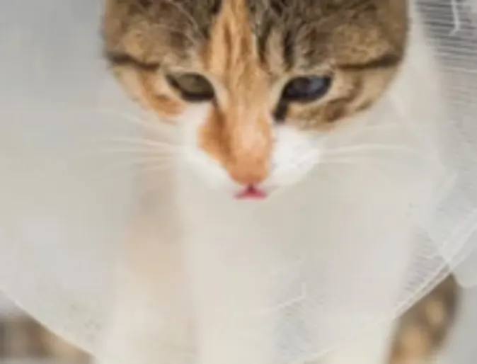 Cat Wearing a Cone Cat Wearing a Cone