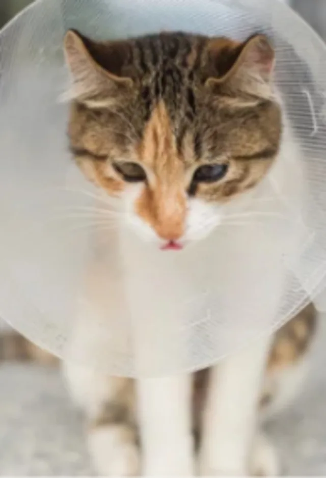 Cat Wearing a Cone