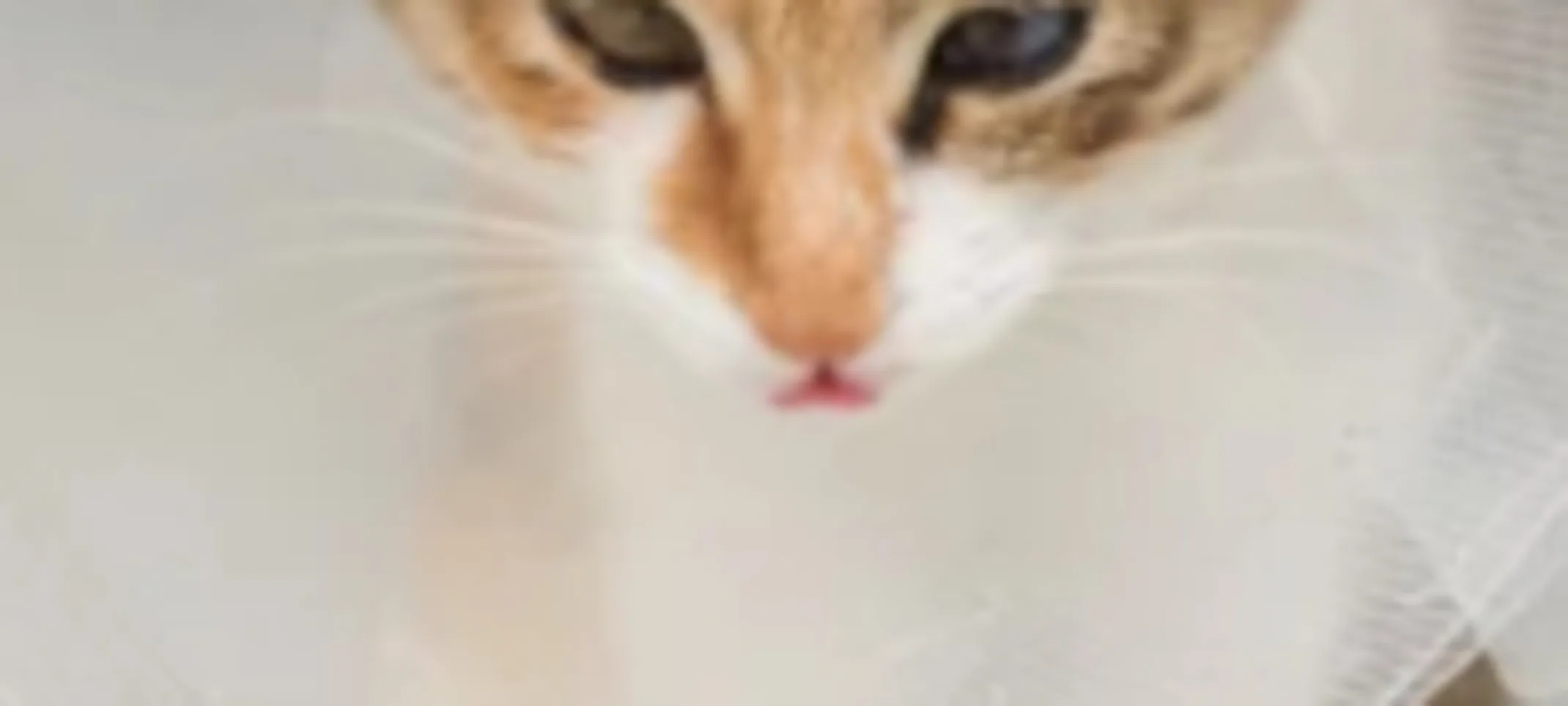 Cat Wearing a Cone Cat Wearing a Cone