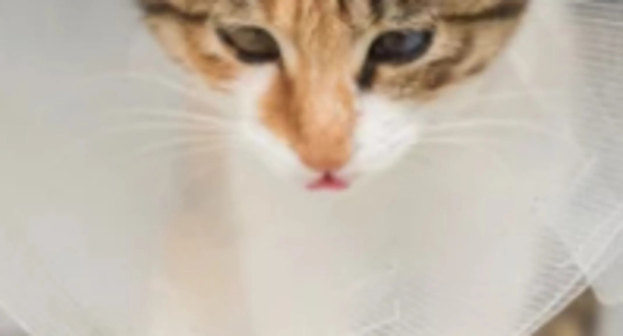 Cat Wearing a Cone Cat Wearing a Cone