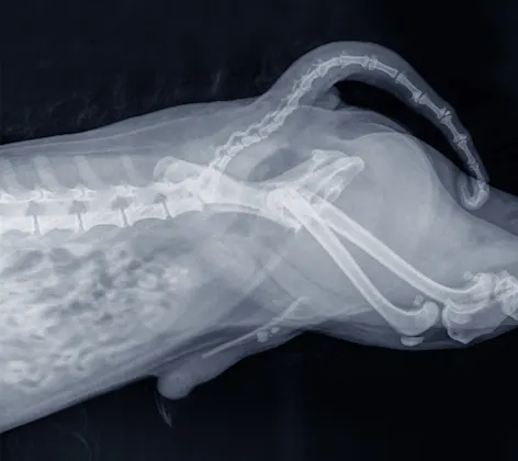 Dog Xray Bladder Stones Dog Xray Bladder Stones