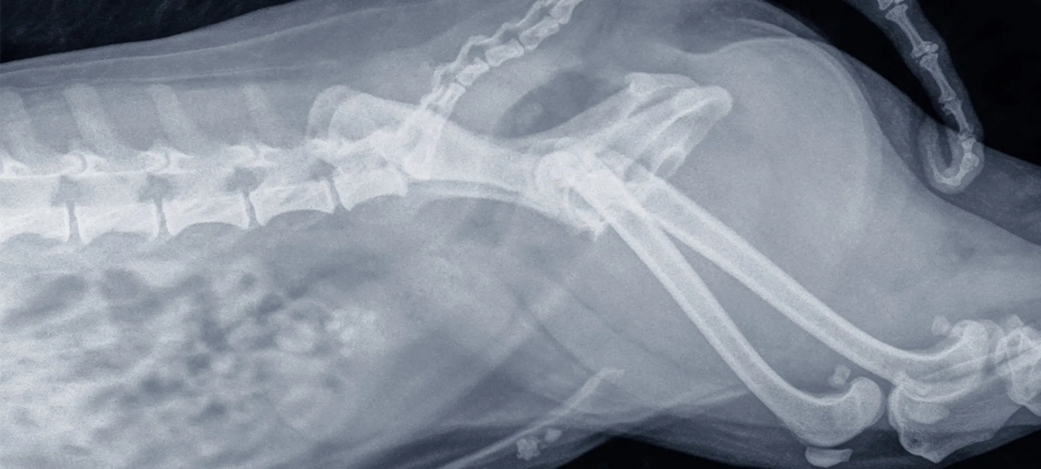 Dog Xray Bladder Stones Dog Xray Bladder Stones