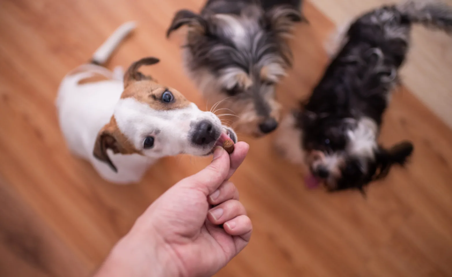 Owner Giving Treats to Three Dogs Owner Giving Treats to Three Dogs