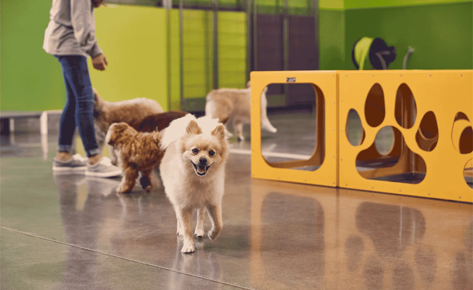 Smiling Dog running with yellow playground Smiling Dog running with yellow playground