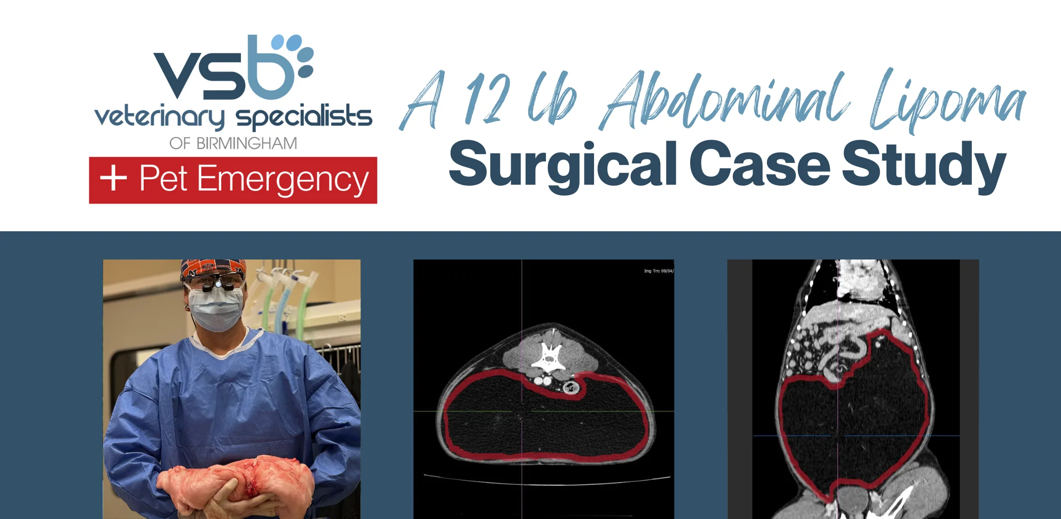 Abdominal lipoma surgery on a dog Abdominal lipoma surgery on a dog